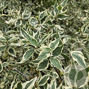 Cornus mas 'Variegata' 250-300 cm cont. 110L struik