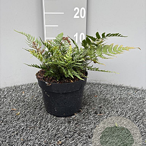 Dryopteris erythrosora prolifica GM 2,0L