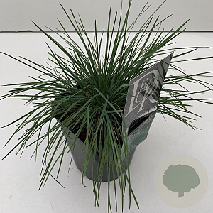 Koeleria glauca 25-30 cm 2,0L vierkant