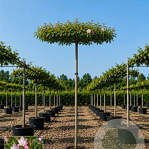 Malus 'Hyslop' 14-16 HO draadkluit 220 cm stam dakvorm