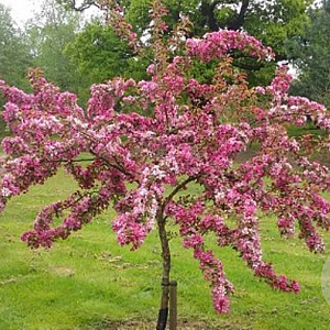 Malus 'Indian Magic' 25-30 HA draadkluit 120 cm stam