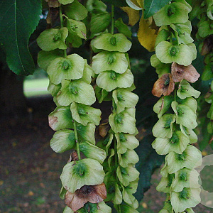 Pterocarya rehderiana 175-200 cm 15L solitair
