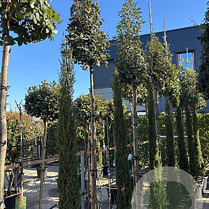 Quercus ilex 8-10 cm 35L 180 cm stam