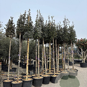 Quercus ilex 8-10 cm 35L 180 cm stam