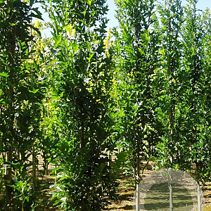 Quercus pal. Green Pillar 10-12 HO cont. 85L geveerd