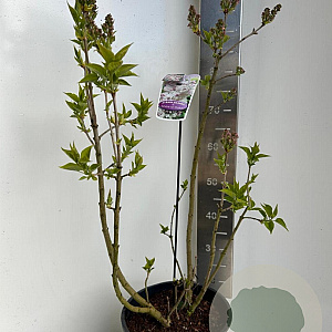 Syringa v. Beauty of Moscow 50-70 cm P27