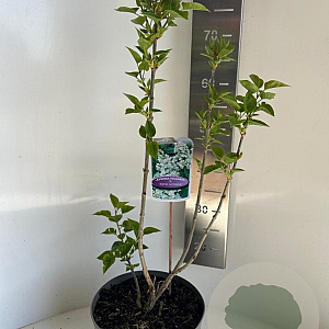 Syringa v. 'Mme Lemoine' 40-50 cm 5,0L