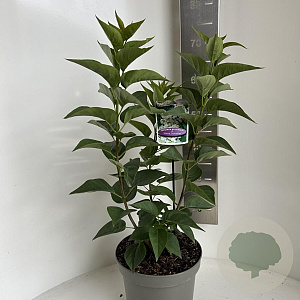 Syringa v. 'Mme Lemoine' 40-50 cm 5,0L