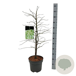 Acer pal. 'Dissectum' 80-100 cm 10L