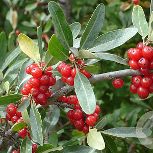 Shepherdia argentea 150-175 cm 20L