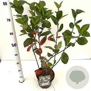 Aronia melanocarpa 50-60 cm 3,0L
