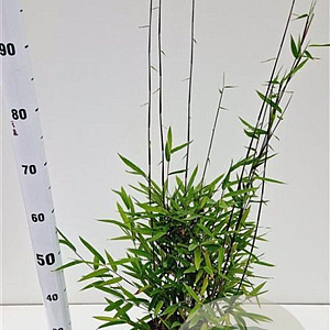 Fargesia nitida 'Black Pearl' 60-80 cm 5,0L