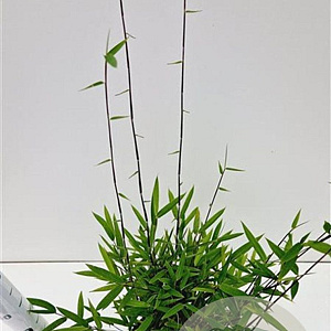 Fargesia nitida 'Black Pearl' 60-80 cm 5,0L