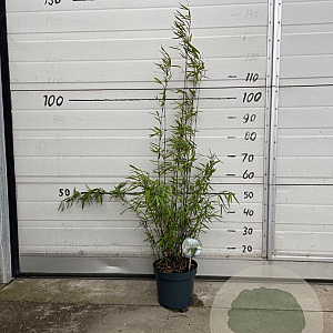 Fargesia nitida 'Black Pearl' 60-80 cm 5,0L