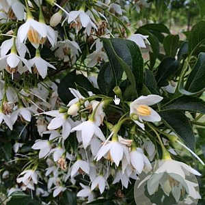 Styrax jap. Snowcone 200-250 cm 35L geveerd