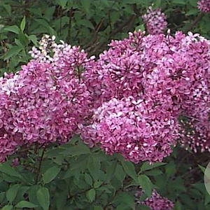Syringa chinensis 60-100 cm met kluit 3-4 tak
