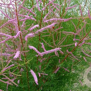 Tamarix ramos. 'Rubra' 150-175 cm 20L