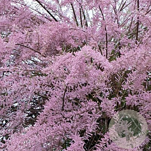 Tamarix tetrandra 300-350 cm cont. 130L