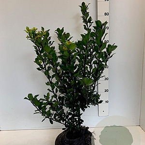 Ilex meserv. 'Blue Prince' 50-60 cm met kluit