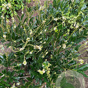 Prunus l. 'Otto Luyken' 60-80 cm met kluit