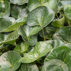 Asarum europaeum GM P9
