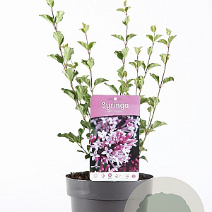 Syringa meyeri 'Palibin' 30-40 cm 3,0L
