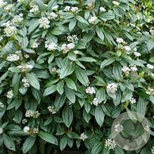 Viburnum davidii 80-100 cm 20L breed