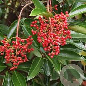 Viburnum odoratissimum 200-250 cm cont. 110L