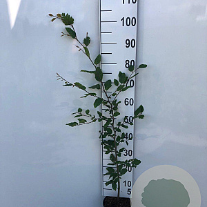 Fagus sylvatica 80-100 cm 2,5L