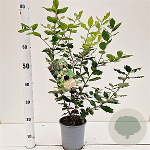 Quercus ilex 40-60 cm 3,0L