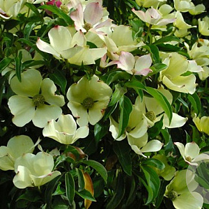 Cornus capitata 450-500 cm cont. 290L paraplu