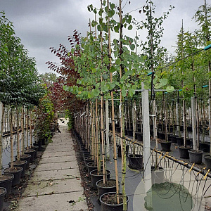 Cercis siliquastrum 8-10 HO container