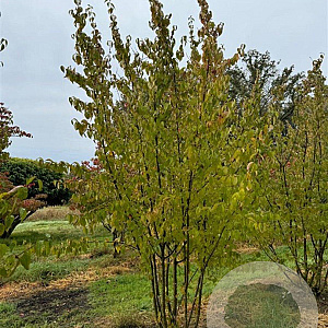 Cornus mas 250-300 cm draadkluit meerstammig