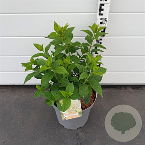 Hydrangea pan. 'Limelight' 50-60 cm 7,5L