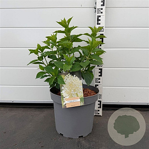 Hydrangea pan. 'Limelight' 50-60 cm 7,5L