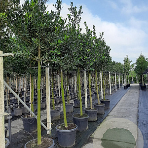 Ilex 'Nellie R. Stevens' 12-14 HO draadkluit