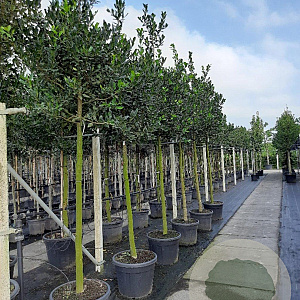 Ilex 'Nellie R. Stevens' 12-14 HO draadkluit