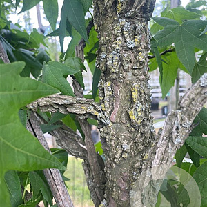 Liquidambar styraciflua 12-14 HO container