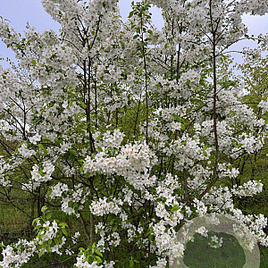 Malus 'Evereste' 200-250 cm draadkluit meerstammig