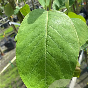 Magnolia soulangeana 175-200 cm draadkluit meerstammig