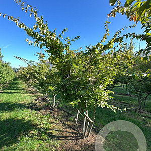Parrotia persica 250-300 cm draadkluit meerstammig 350-400 diameter