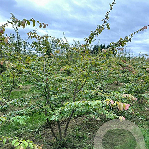 Parrotia persica 250-300 cm draadkluit meerstammig 350-400 diameter