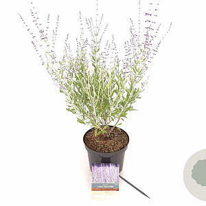 Perovskia atripl. 'Little Spire' 30-40 cm 3,0L