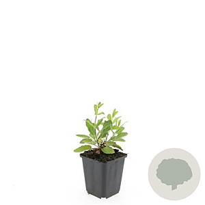 Salvia nem. 'Caradonna' GM P9