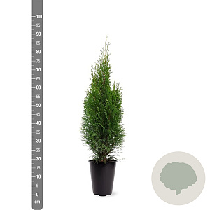 Thuja occ. 'Smaragd' 60-80 cm 4,0L