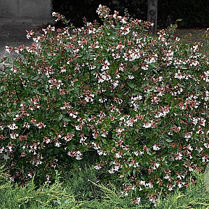 Abelia grandiflora 30-40 cm 7,5L