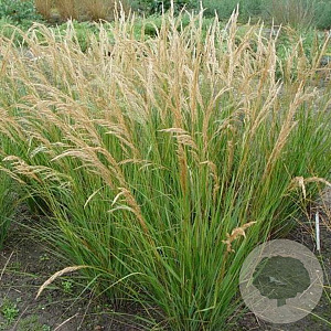 Achnatherum calamagrostis GM P9