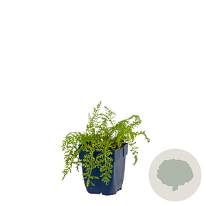 Achillea m. 'Paprika' GM  P11