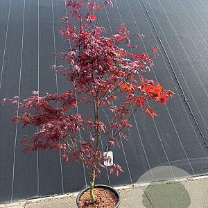 Acer pal. 'Bloodgood' 100-125 cm 20L