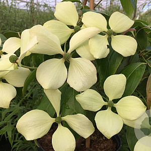 Cornus hongkongensis 175-200 cm 50L